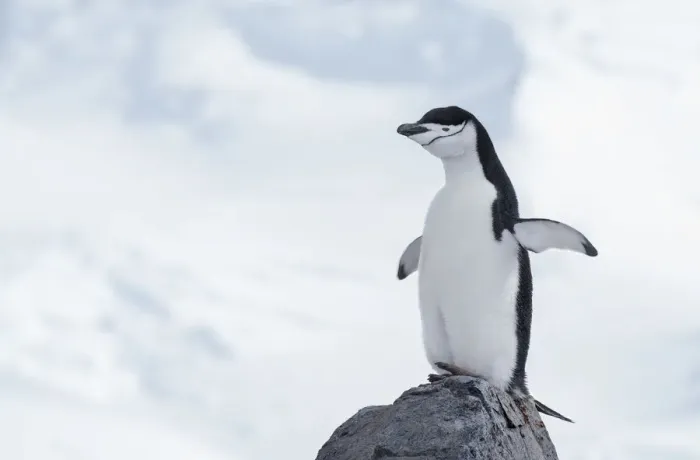 Framed Print : Chinstrap Penguin (Pygoscelis antarcticus) standing on top of a rock, Half Moon Island Framed Print : Chinstrap Penguin (Pygoscelis antarcticus) standing on top of a rock, Half Moon Island