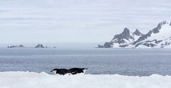 Two Chinstrap Penguins (Pygoscelis antarcticus) resting, Half Moon Island, Antarctica