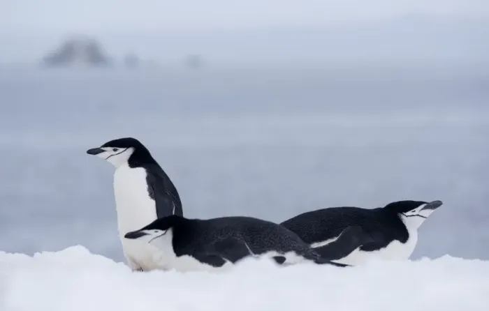Framed Print : Three Chinstrap Penguins (Pygoscelis antarcticus) resting, Half Moon Island, Antarctica