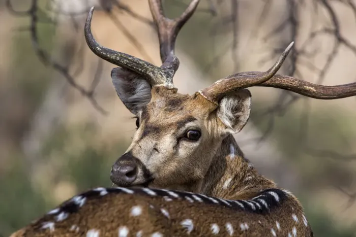 Framed Print : Chital (Axis axis) looking backwards, Ranthambore National Park, India Framed Print : Chital (Axis axis) looking backwards, Ranthambore National Park, India