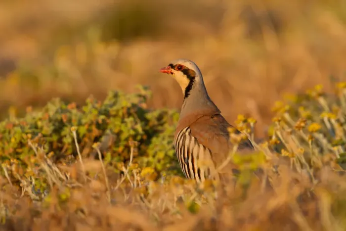 Framed Print : Chukar Partridge (Alectoris chukar), Cyprus Framed Print : Chukar Partridge (Alectoris chukar), Cyprus