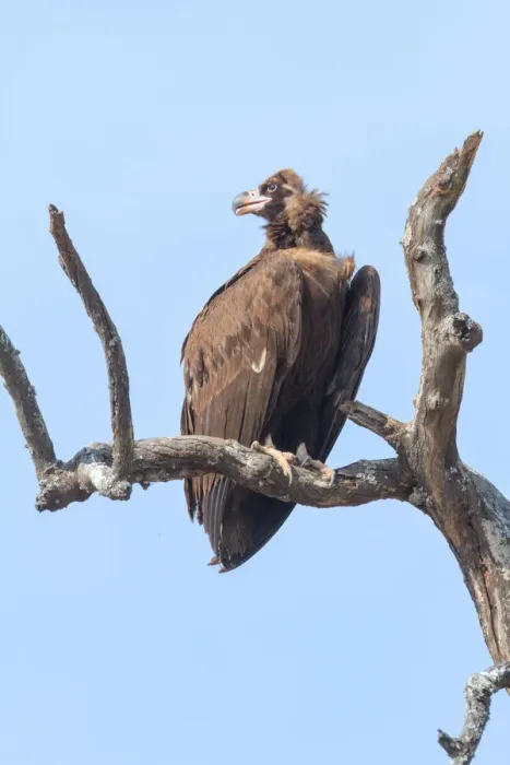 Framed Print : Cinereous Vulture (Aegypius monachus), Uttarakhand, India