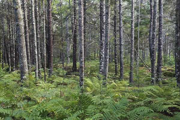 Cinnamon Fern (Osmunda cinnamomea) group in forest, Nova Scotia, Canada