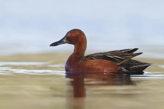 Framed Print : Cinnamon Teal (Spatula cyanoptera) male, British Columbia, Canada Framed Print : Cinnamon Teal (Spatula cyanoptera) male, British Columbia, Canada
