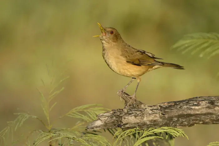 Framed Print : Clay-colored Thrush (Turdus grayi) singing, Texas, USA Framed Print : Clay-colored Thrush (Turdus grayi) singing, Texas, USA