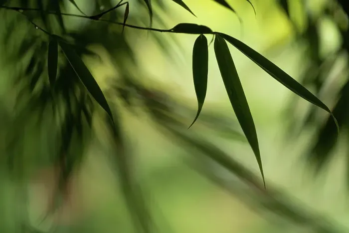 Framed Print : Close up of bamboo leaf, The Netherlands Framed Print : Close up of bamboo leaf, The Netherlands