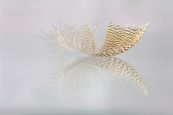 Close up of feather with reflection