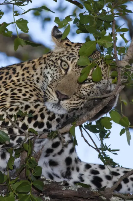 Framed Print : Close up of a female Leopard (panthera pardus) perched in a tree, South Africa Framed Print : Close up of a female Leopard (panthera pardus) perched in a tree, South Africa
