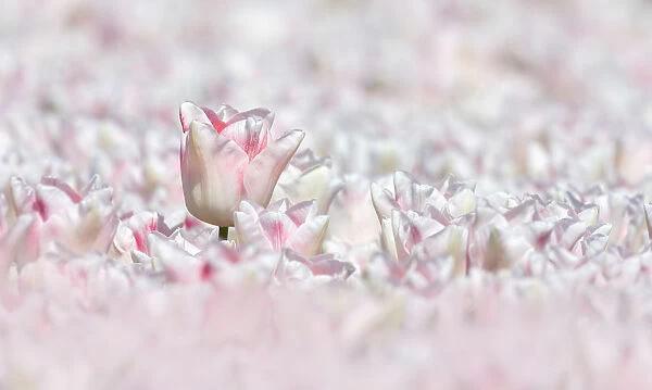 Close up of a field with white tulips, The Netherlands