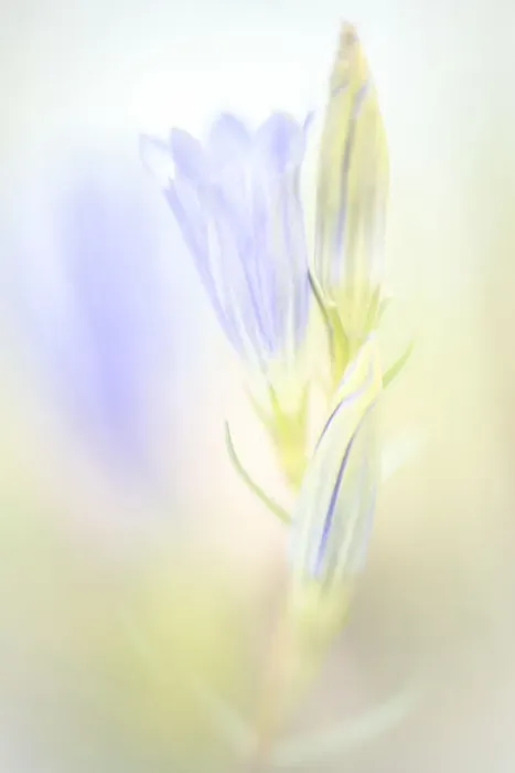 Framed Print : Close up of flower Framed Print : Close up of flower