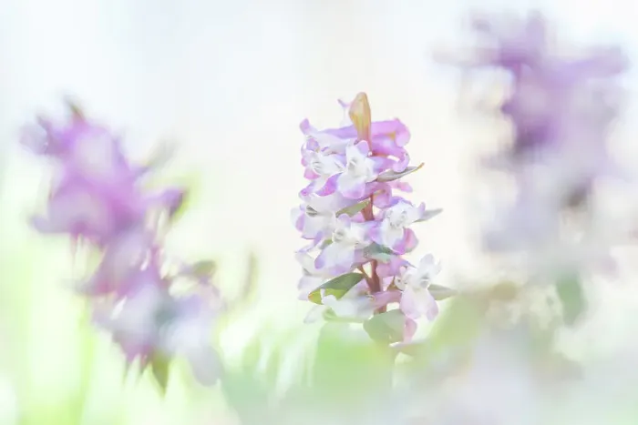 Framed Print : Close up of flowering Corydalis cava, Oud Poelgeest estate, Zuid-Holland, The Netherlands Framed Print : Close up of flowering Corydalis cava, Oud Poelgeest estate, Zuid-Holland, The Netherlands