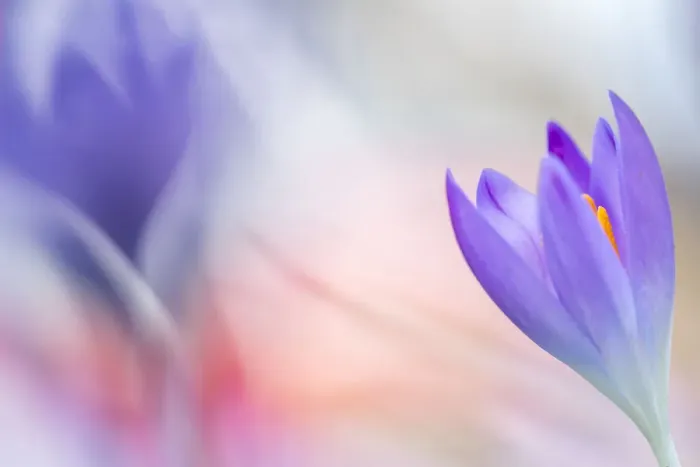 Framed Print : Close up of flowering Crocus Framed Print : Close up of flowering Crocus