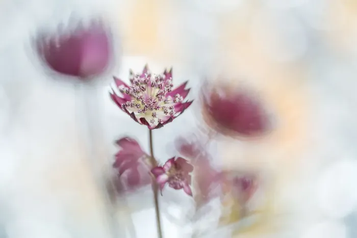 Framed Print : Close up of flowers Framed Print : Close up of flowers