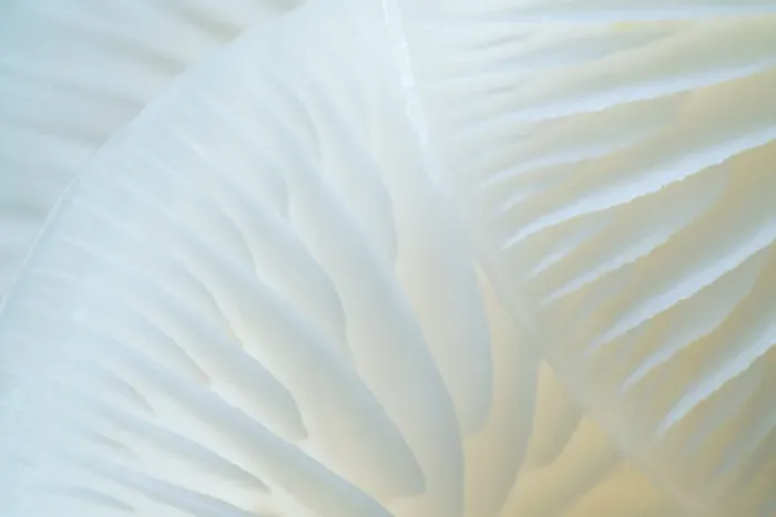 Framed Print : Close up of the gills of Porcelain fungi (Oudemansiella mucida) Framed Print : Close up of the gills of Porcelain fungi (Oudemansiella mucida)
