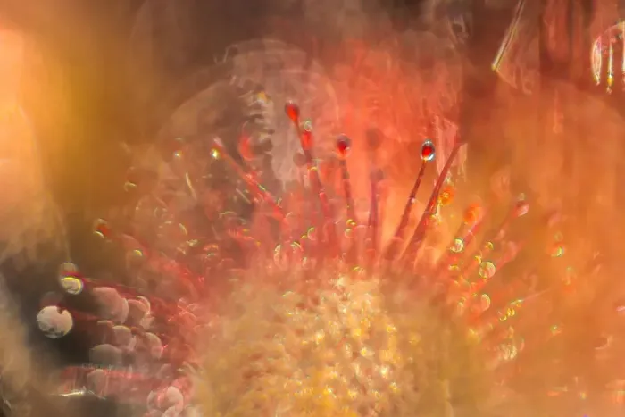 Framed Print : Close up of Sundew Framed Print : Close up of Sundew