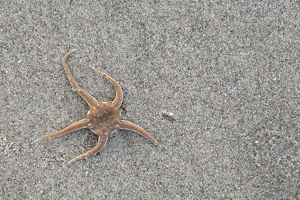 Close-up of a Brittle Star (Ophiura ophiura) stranded on the beach at low tide