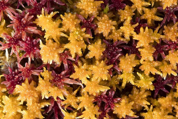 close-up of colored peat-moss, Langsua National Park, Gausdal, Norway