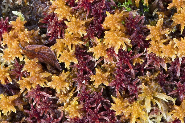 close-up of colored peat-moss, Langsua National Park, Gausdal, Norway