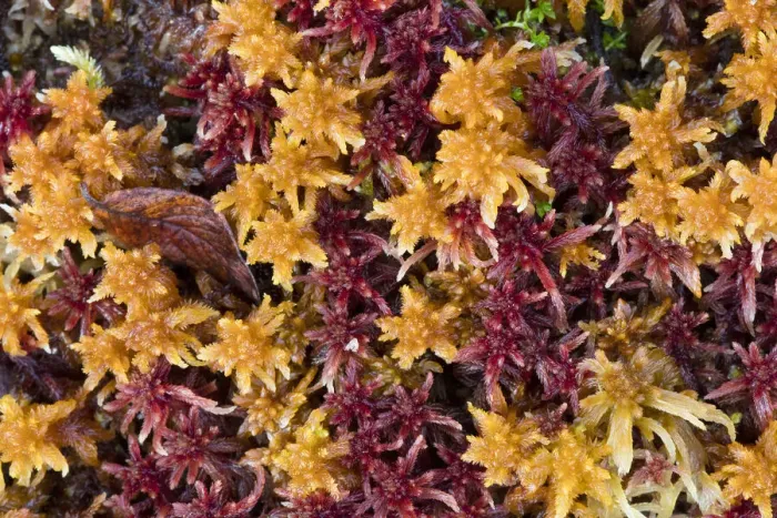 Framed Print : close-up of colored peat-moss, Langsua National Park, Gausdal, Norway Framed Print : close-up of colored peat-moss, Langsua National Park, Gausdal, Norway