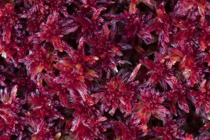 Framed Print : close-up of colored peat-moss (Sphagnum sp. ), Langsua National Park, Gausdal, Norway Framed Print : close-up of colored peat-moss (Sphagnum sp. ), Langsua National Park, Gausdal, Norway