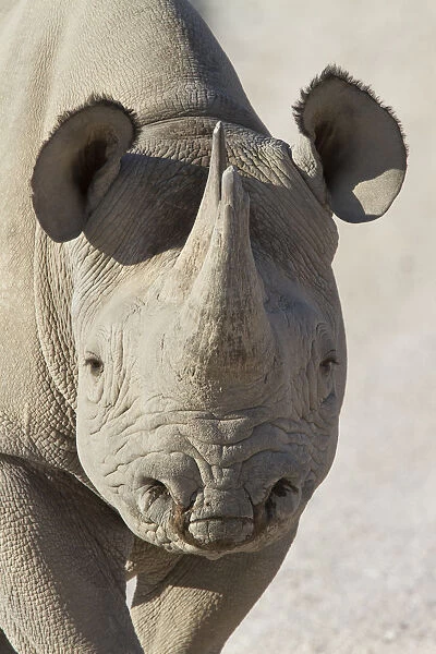 Close-up of a female Black Rhinoceros (Diceros bicornis) staring at the camera, Namibia