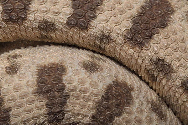 Close-up of the scales of a Horned Viper (Cerastes cerastes)