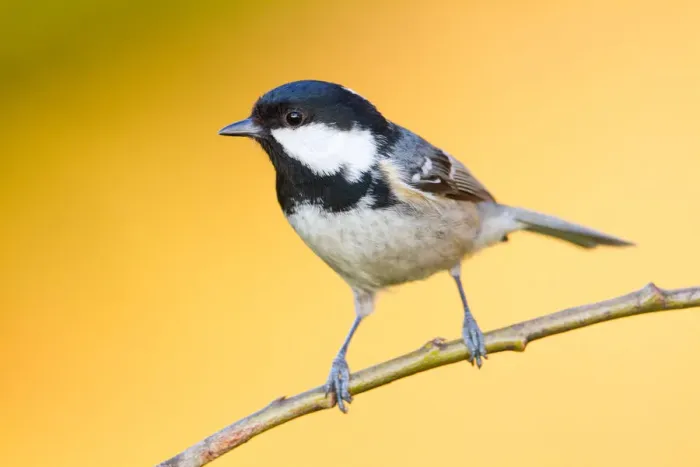 Framed Print : Coal Tit (Periparus ater) perched on a branch, Baden-Wuerttemberg, Germany Framed Print : Coal Tit (Periparus ater) perched on a branch, Baden-Wuerttemberg, Germany