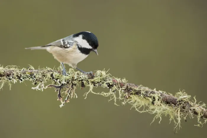 Framed Print : Coal Tit (Periparus ater) perched on lichen branch, Grisons, Switzerland Framed Print : Coal Tit (Periparus ater) perched on lichen branch, Grisons, Switzerland