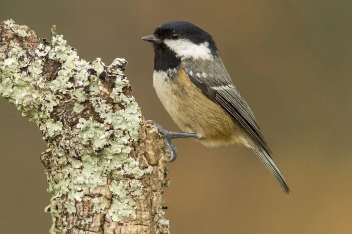 Framed Print : Coal Tit (Periparus ater) perched on lichen branch, Galicia, Spain Framed Print : Coal Tit (Periparus ater) perched on lichen branch, Galicia, Spain