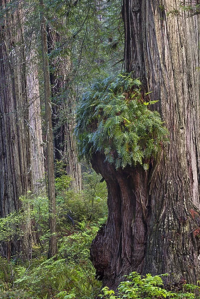 Coast Redwood (Sequoia sempervirens) burr, Redwood National Park, California