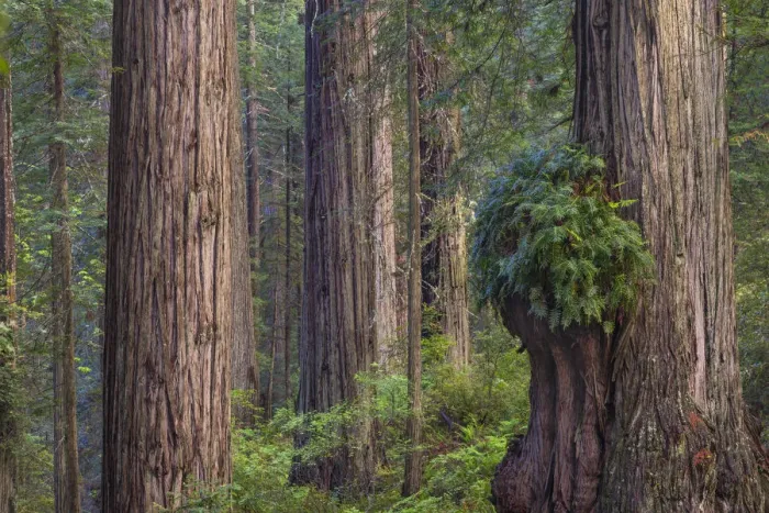 Framed Print : Coast Redwood (Sequoia sempervirens) burr, Redwood National Park, California Framed Print : Coast Redwood (Sequoia sempervirens) burr, Redwood National Park, California
