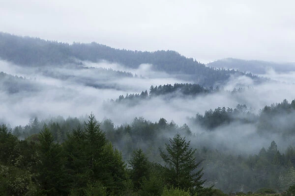 Coast Redwood (Sequoia sempervirens) forest in fog, Pescadero Creek County Park