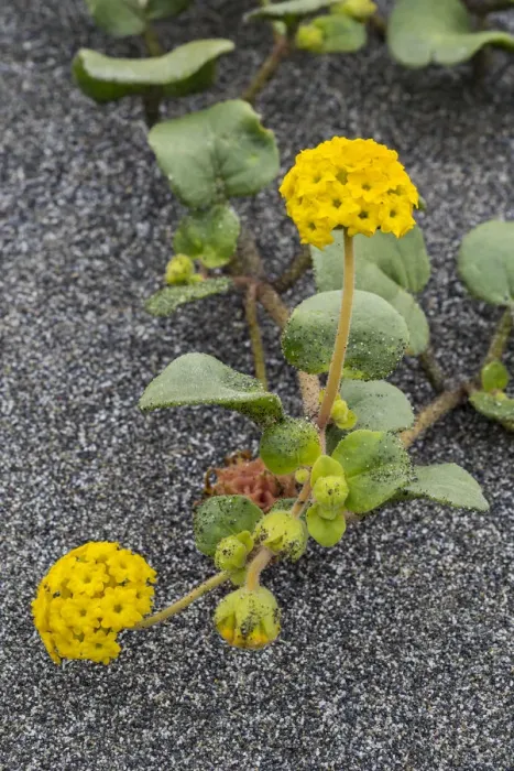 Framed Print : Coastal Sand Verbena (Abronia latifolia) flowers, Gold Bluffs Beach, Redwood National Park Framed Print : Coastal Sand Verbena (Abronia latifolia) flowers, Gold Bluffs Beach, Redwood National Park
