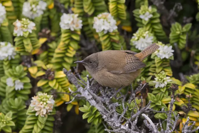 Framed Print : Cobbs Wren (Troglodytes cobbi), Sea Lion Island, Falkland Islands Framed Print : Cobbs Wren (Troglodytes cobbi), Sea Lion Island, Falkland Islands