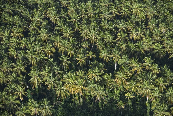 Coconut Palm (Cocos nucifera) forest, Georgetown, Guyana