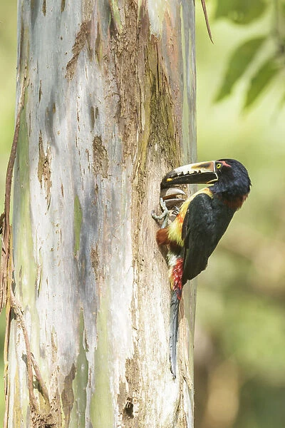 Collared Aracari (Pteroglossus torquatus) feeds young in breeding hole, Costa Rica
