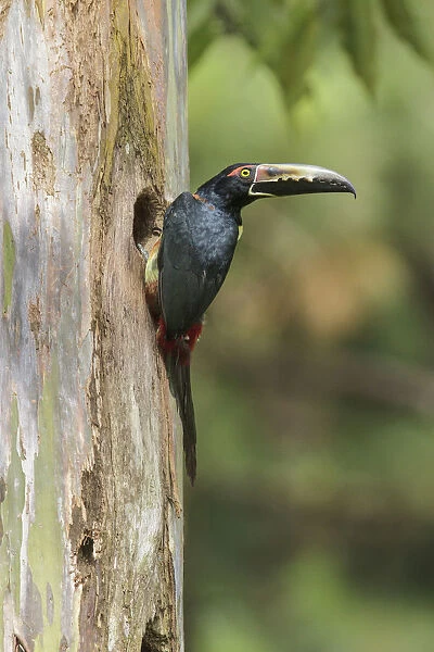 Collared Aracari (Pteroglossus torquatus) at breeding hole, Costa Rica