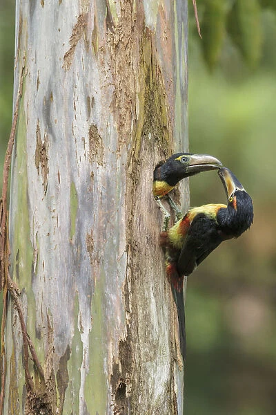 Collared Aracari (Pteroglossus torquatus) feeds young in breeding hole, Costa Rica