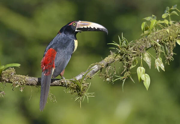 Collared Aracari (Pteroglossus torquatus) perched on a branch, Alajuela, Costa Rica