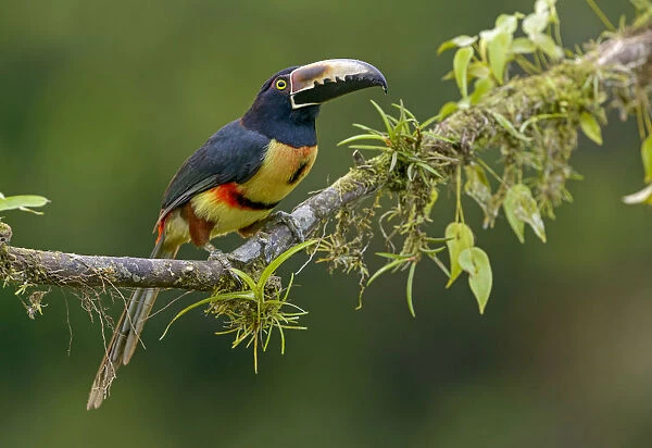 Collared Aracari (Pteroglossus torquatus) perched on a branch, Alajuela, Costa Rica