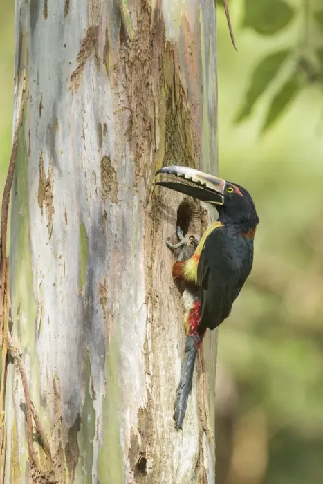 Framed Print : Collared Aracari (Pteroglossus torquatus) at breeding hole, Costa Rica Framed Print : Collared Aracari (Pteroglossus torquatus) at breeding hole, Costa Rica