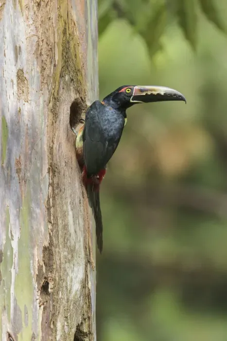 Framed Print : Collared Aracari (Pteroglossus torquatus) at breeding hole, Costa Rica Framed Print : Collared Aracari (Pteroglossus torquatus) at breeding hole, Costa Rica