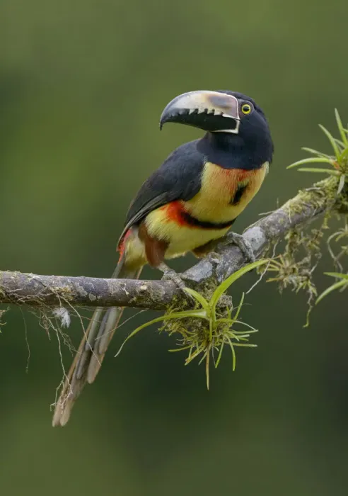 Framed Print : Collared Aracari (Pteroglossus torquatus) perched on a branch, Alajuela, Costa Rica Framed Print : Collared Aracari (Pteroglossus torquatus) perched on a branch, Alajuela, Costa Rica
