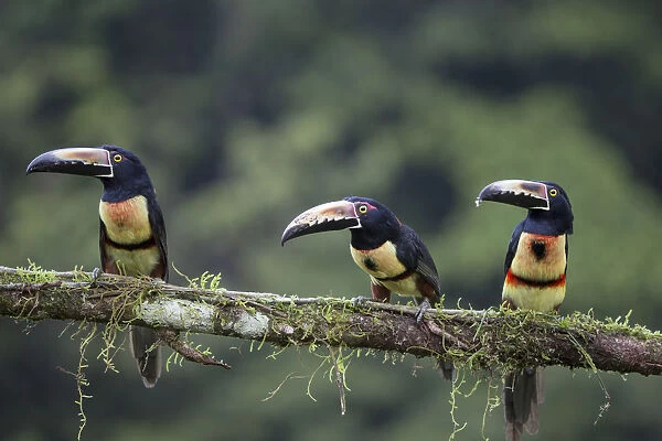 Collared Aracari (Pteroglossus torquatus) trio, Costa Rica