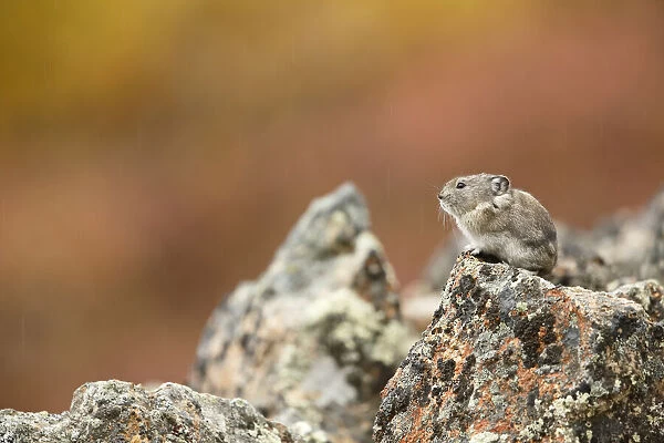 Collared Pika (Ochotona collaris) sitting on a rock in the rain with autumn colors in the background, Denali National Park and Preserve, Alaska, USA