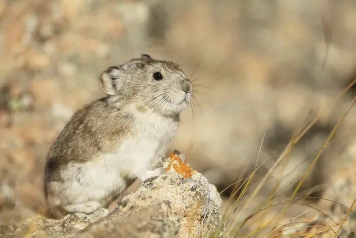 Framed Print : Collared Pika (Ochotona collaris) sitting on a rock, Denali National Park and Preserve, Alaska, USA Framed Print : Collared Pika (Ochotona collaris) sitting on a rock, Denali National Park and Preserve, Alaska, USA