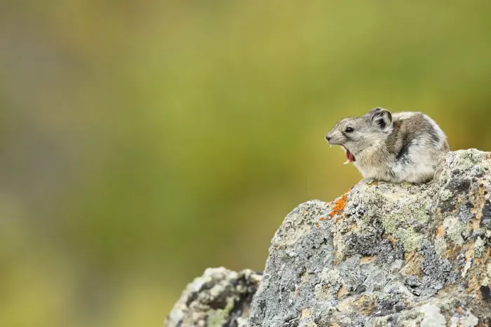 Framed Print : Collared Pika (Ochotona collaris) sitting on a rock, yawning, Denali National Park and Preserve, Alaska, United States Framed Print : Collared Pika (Ochotona collaris) sitting on a rock, yawning, Denali National Park and Preserve, Alaska, United States