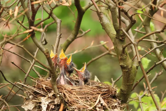Framed Print : Common Blackbird (Turdus merula) chicks in nest, Lower Saxony, Germany Framed Print : Common Blackbird (Turdus merula) chicks in nest, Lower Saxony, Germany