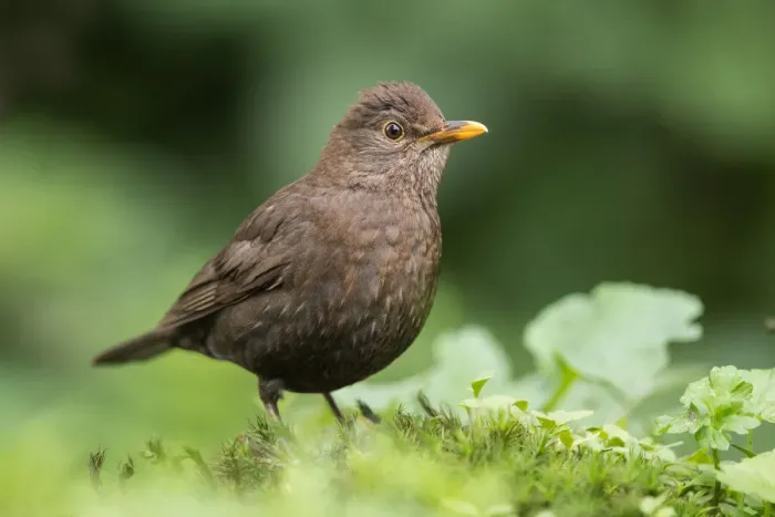 Framed Print : Common Blackbird (Turdus merula) female foraging on forest floor, Flanders, Belgium Framed Print : Common Blackbird (Turdus merula) female foraging on forest floor, Flanders, Belgium