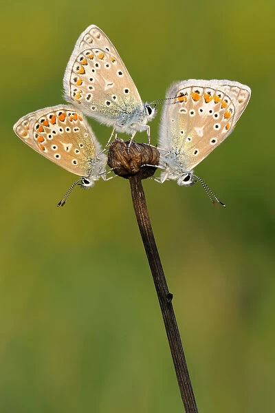 Common Blue (Polyommatus icarus) butterflies sunning, Noord-Holland, The Netherlands